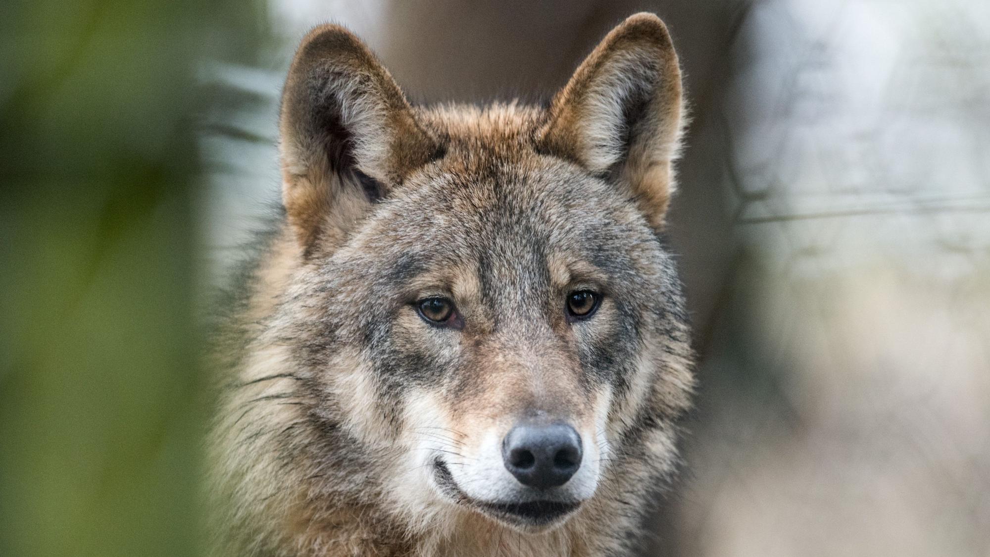 Wolf (Symbolbild)