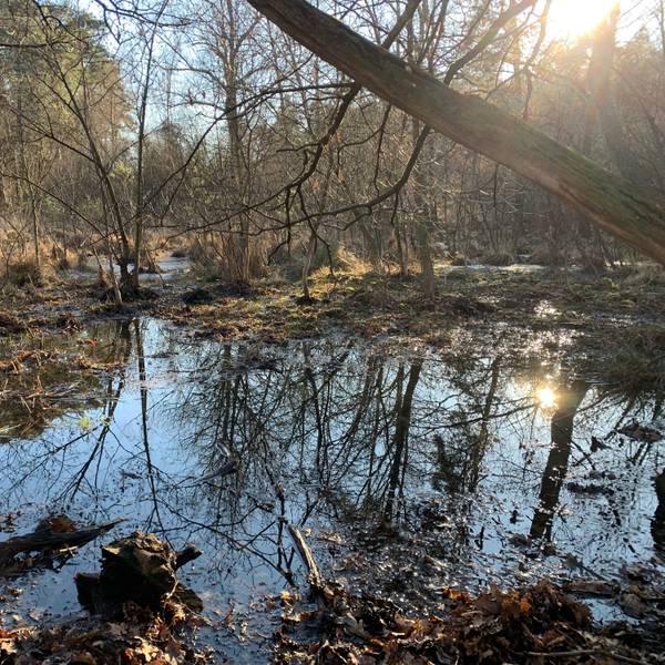 Im Siegburger Staatsforst gibt es noch Moore, wie hier das Moor im Widdauer Wald