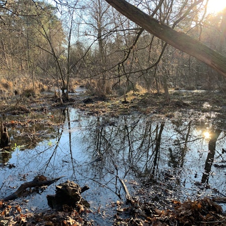 Im Siegburger Staatsforst gibt es noch Moore, wie hier das Moor im Widdauer Wald