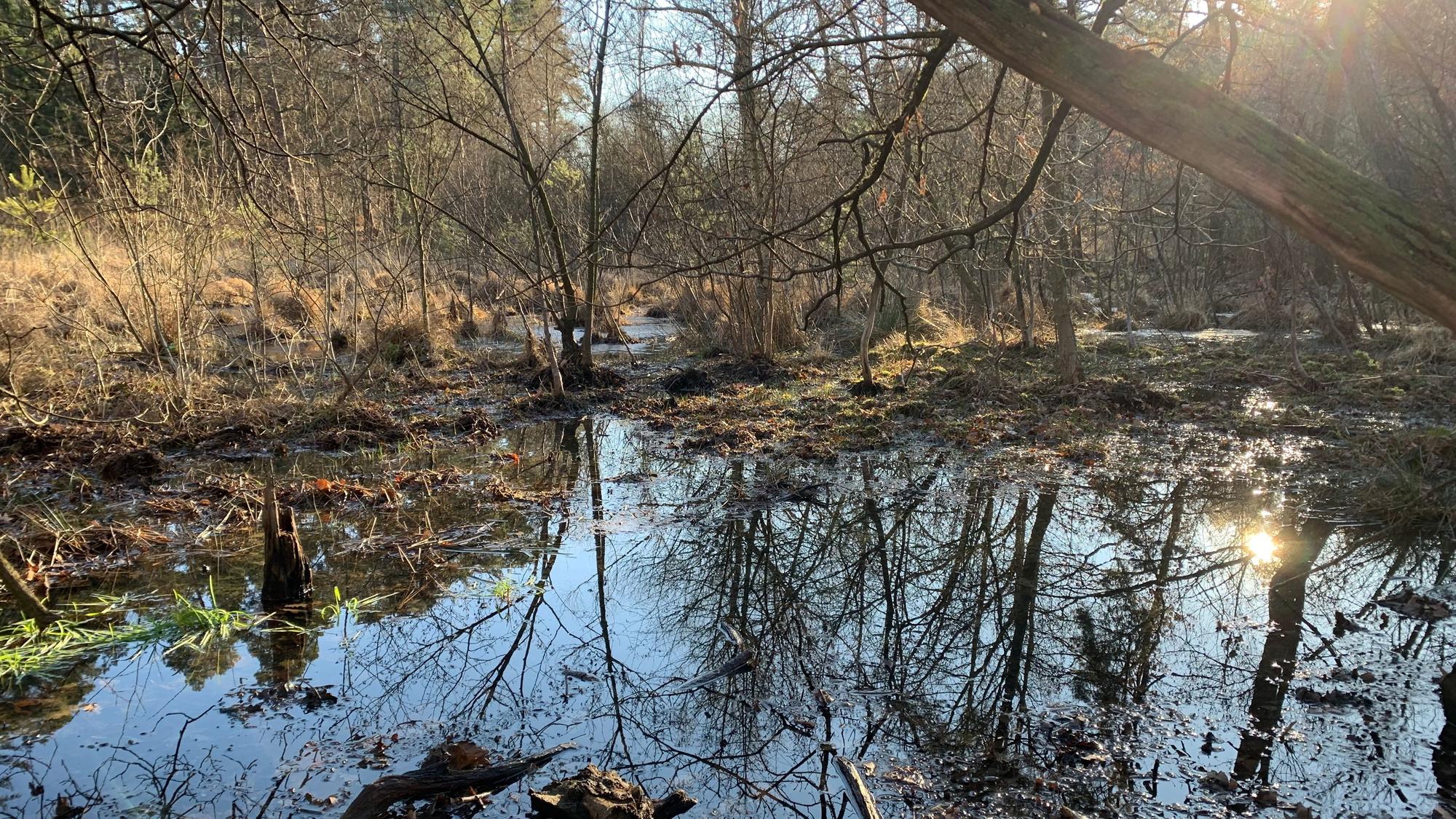 Im Siegburger Staatsforst gibt es noch Moore, wie hier das Moor im Widdauer Wald