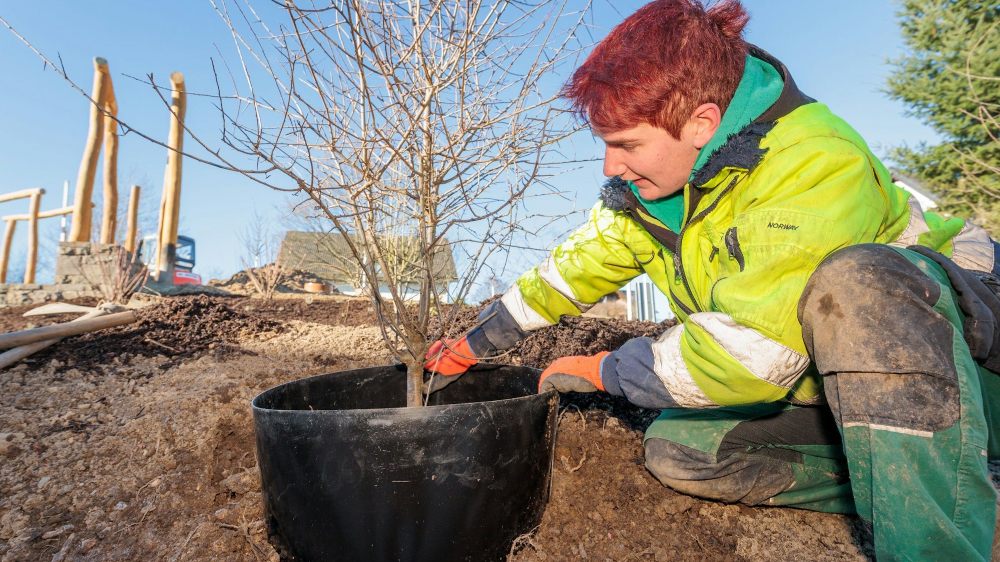 Stefanie Rau von der Firma Peter Eyberg pflanzt einen Strauch.