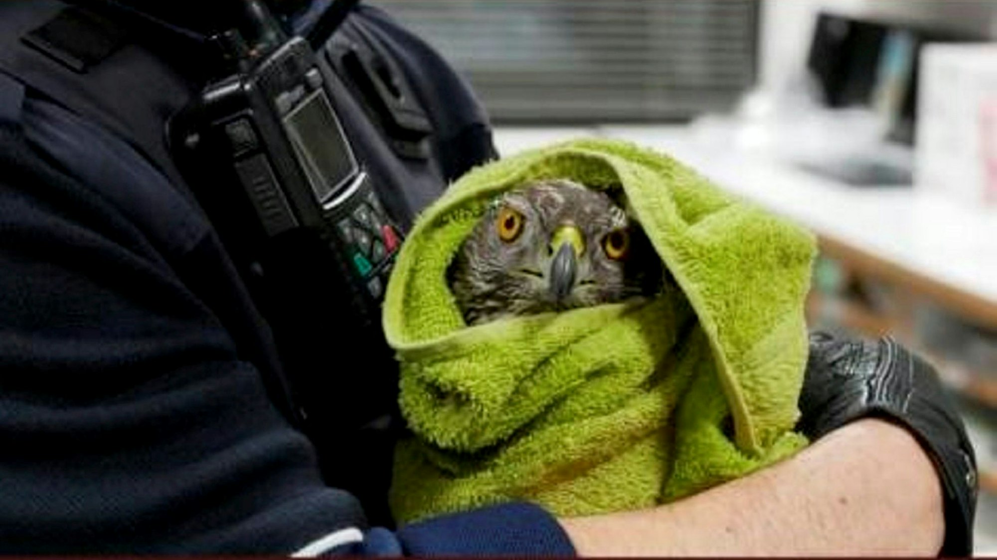 Ein Bussard, im Handtuch eingewickelt und auf dem Arm eines Polizisten.