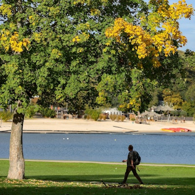 Ein Laubbaum am Fühlinger See und ein Fußgänger.