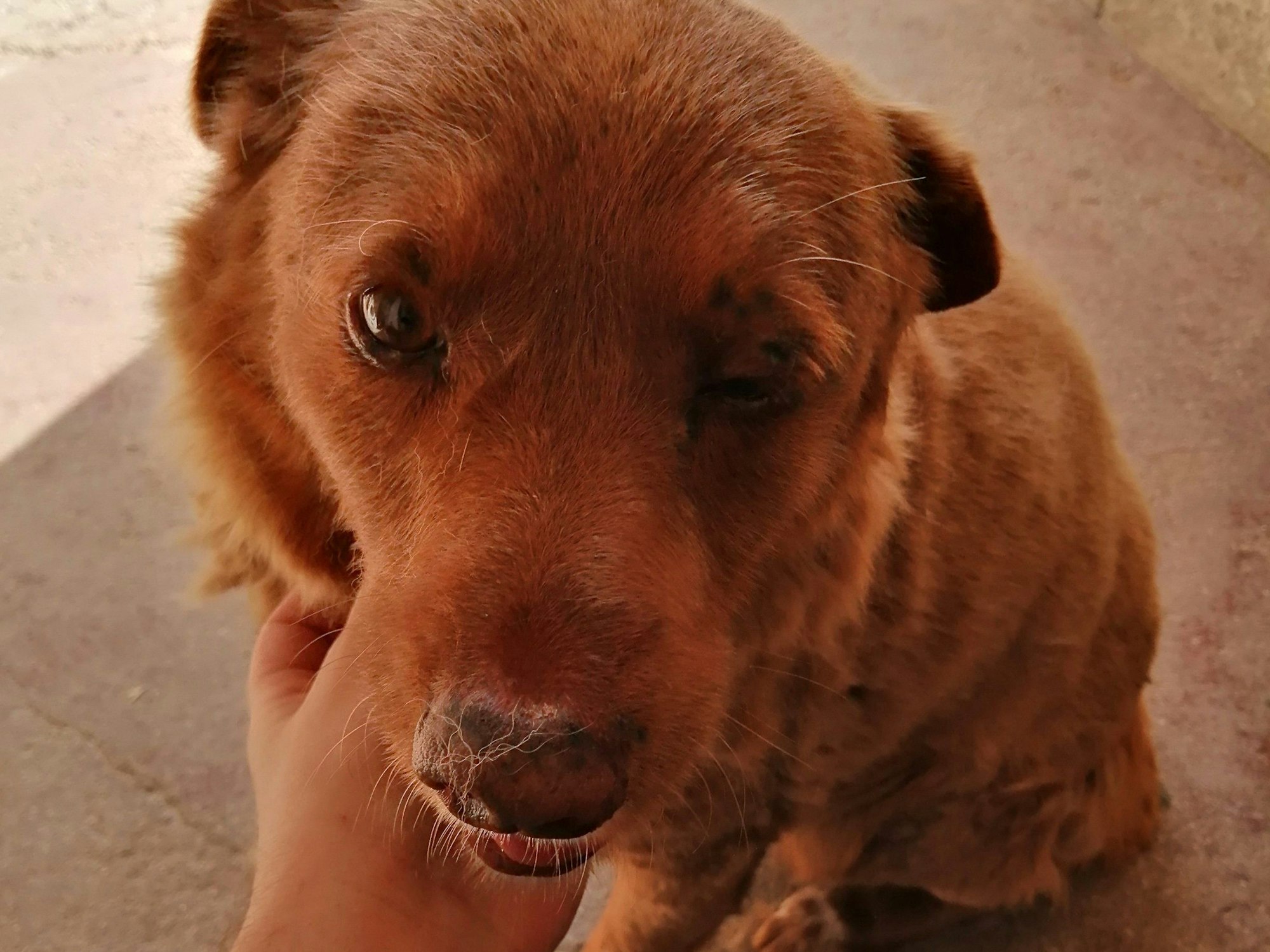 Der 30-Jahre alte Hund Bobi wird gestreichelt.