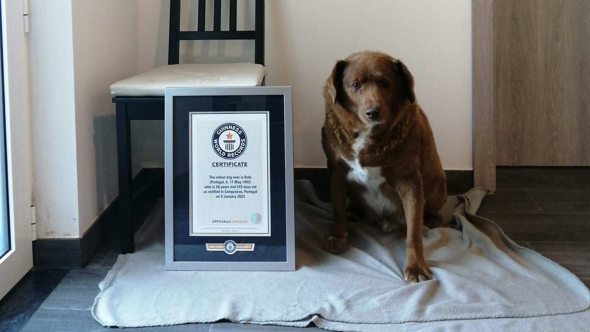 Der Hund Bobi sitzt neben seiner Urkunde. Mit 30 Jahren wurde er als ältester Hund aller Zeiten ins Guinness-Buch der Rekorde aufgenommen.