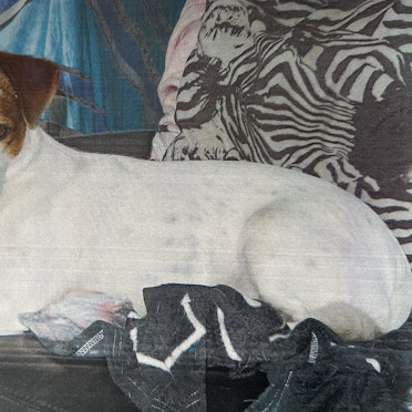 Ein Jack Russel Terrier mit weiß-braunem Fell liegt auf einer Couch.