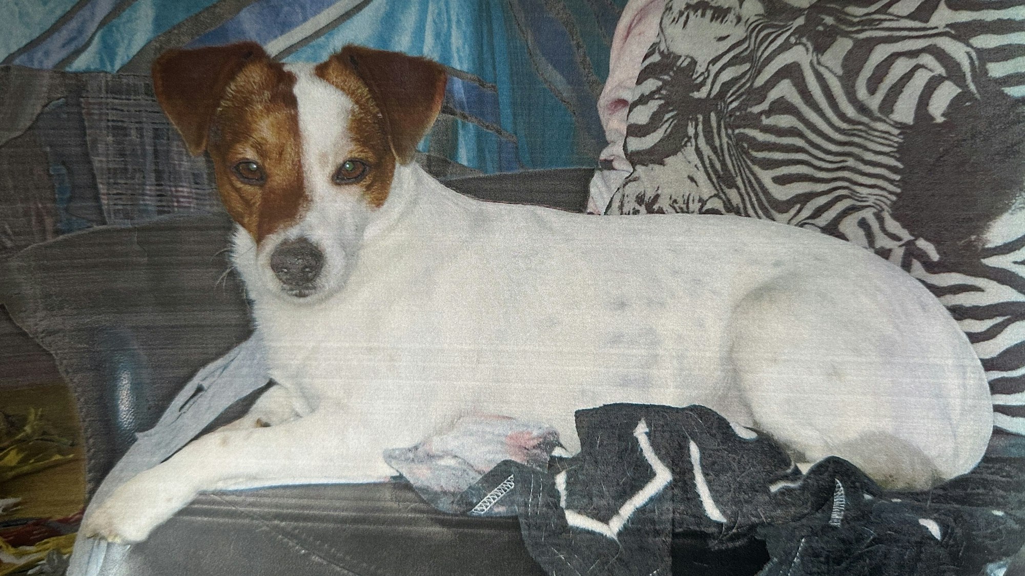 Ein Jack Russel Terrier mit weiß-braunem Fell liegt auf einer Couch.