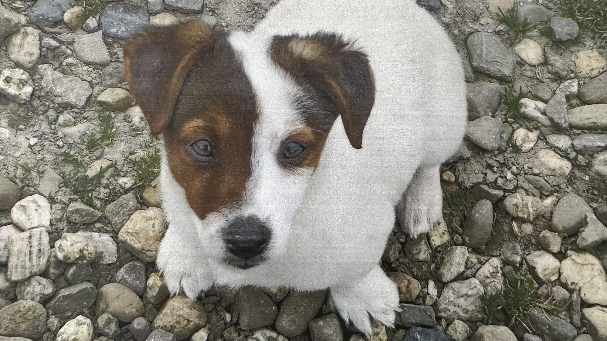 Ein Jack Russel Terrier mit weiß-braunem Fell sitzt auf Kieselsteinen und blickt in die Kamera.