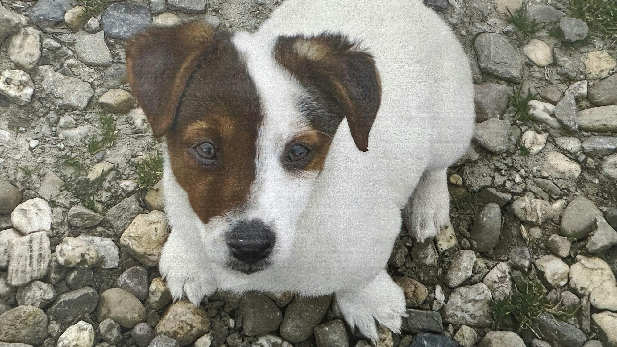 Ein Jack Russel Terrier mit weiß-braunem Fell sitzt auf Kieselsteinen und blickt in die Kamera.
