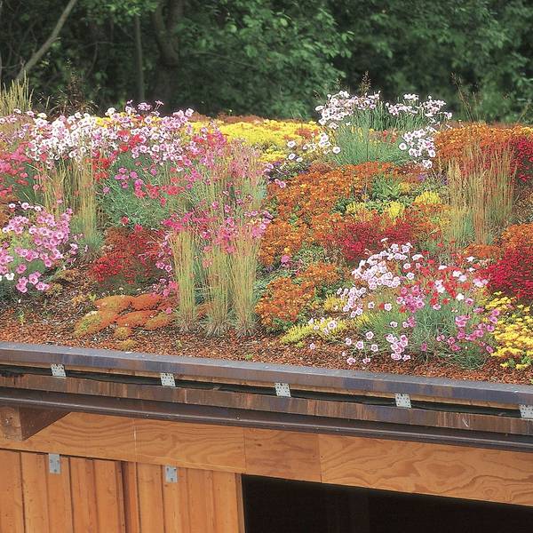 Auf einem Dach wachsen bunte Blumen.