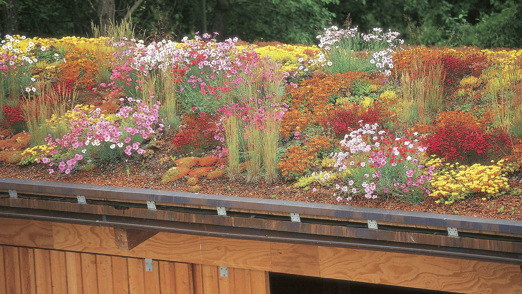 Auf einem Dach wachsen bunte Blumen.