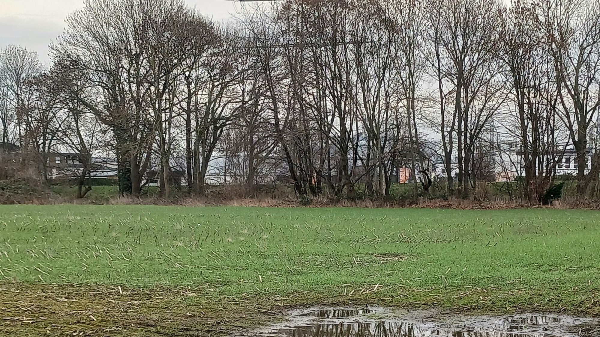 Eine Wiese mit einer Wasserpfütze sind von Bäumen abgegrenzt.