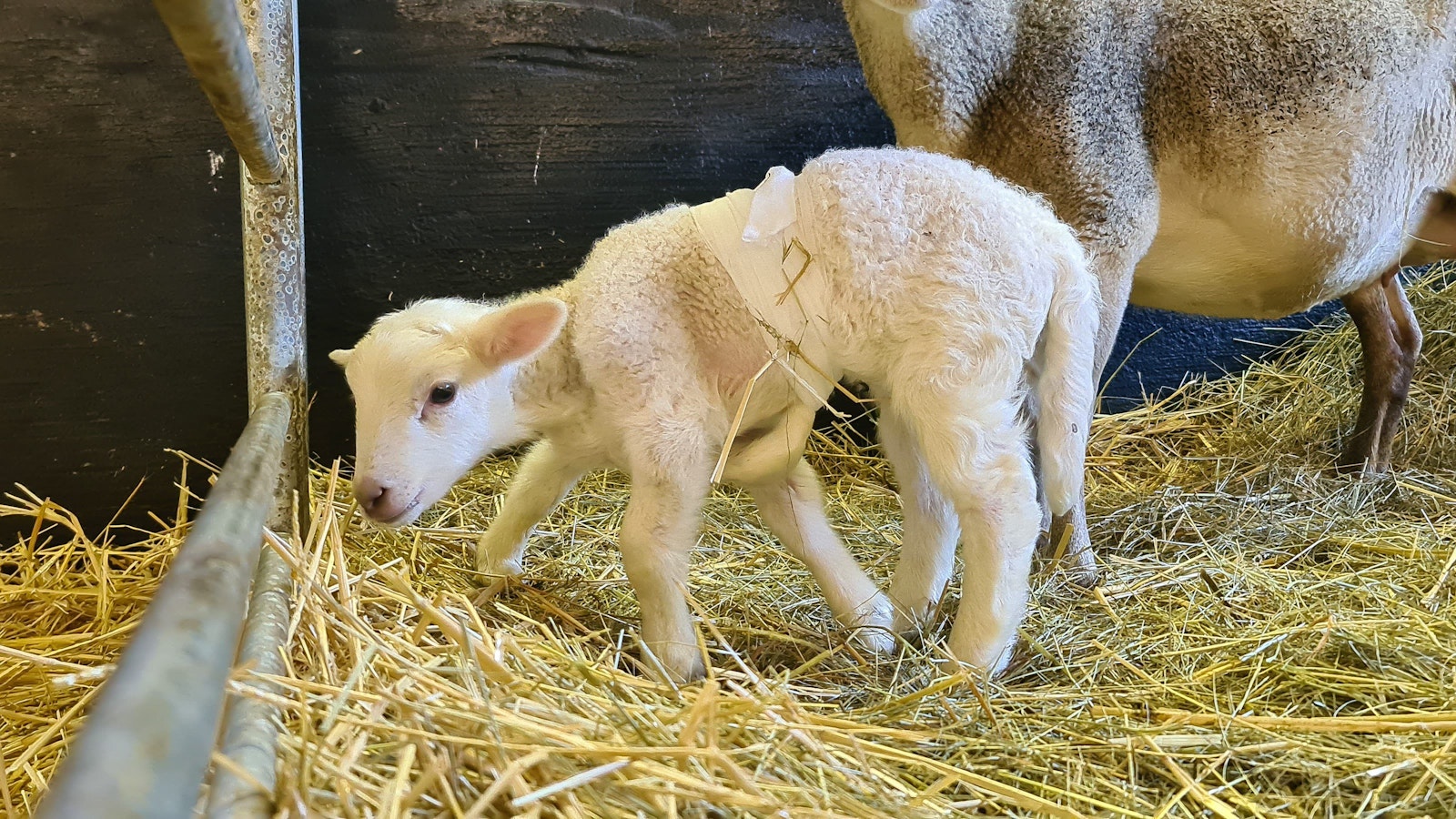 Lämmchen Dolly und seine Mutter stehen im Stall. Das Lämmchen kam im Februar mit sechs Beinen zur Welt.