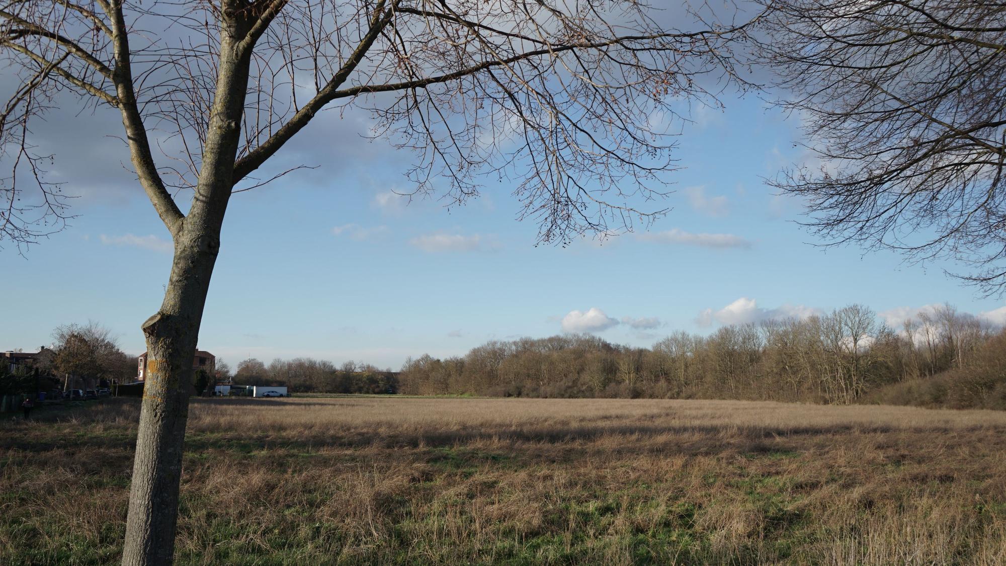 Ein einzelner Baum steht vor einem weitläufigen Feld.