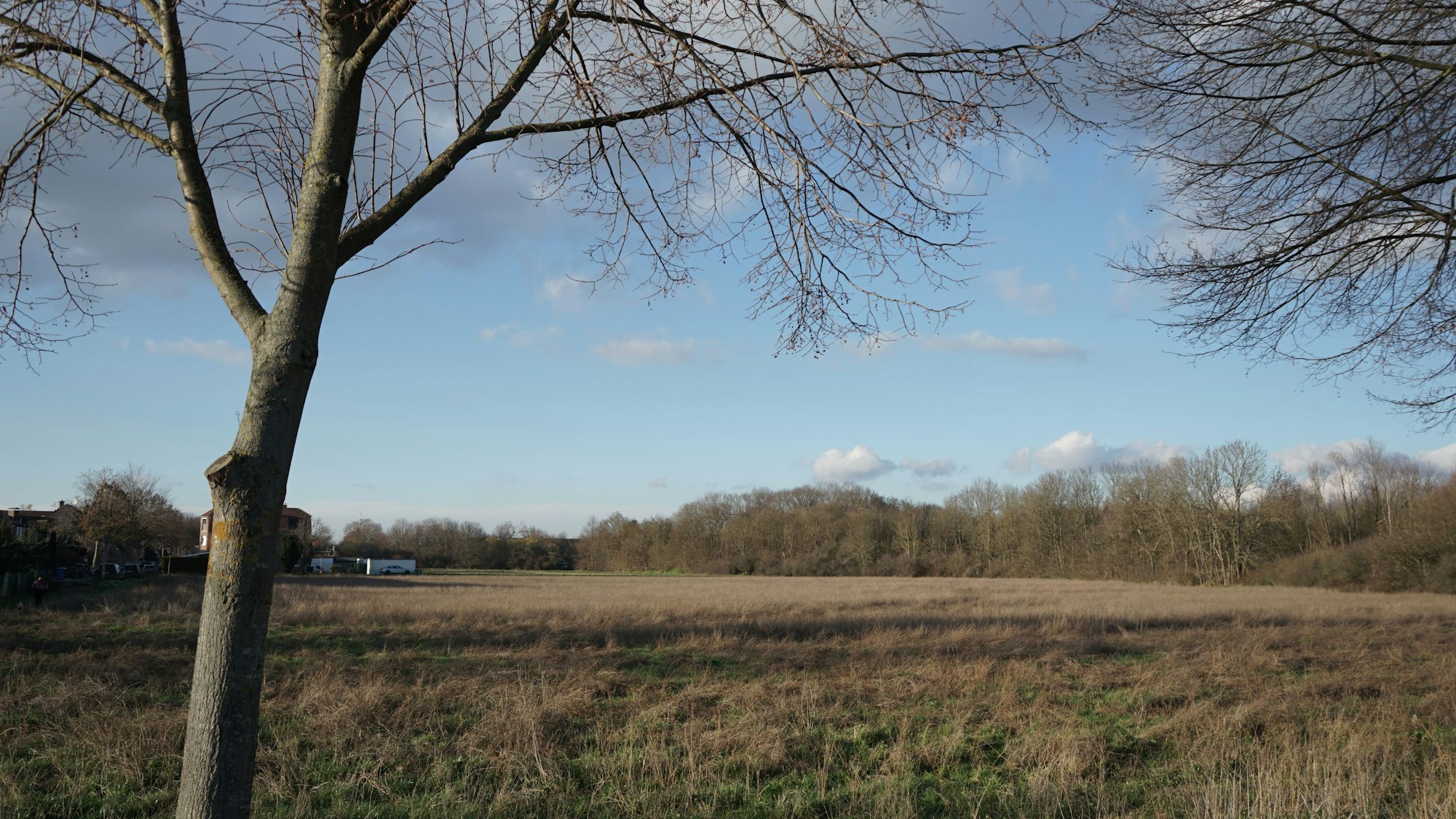 Ein einzelner Baum steht vor einem weitläufigen Feld.