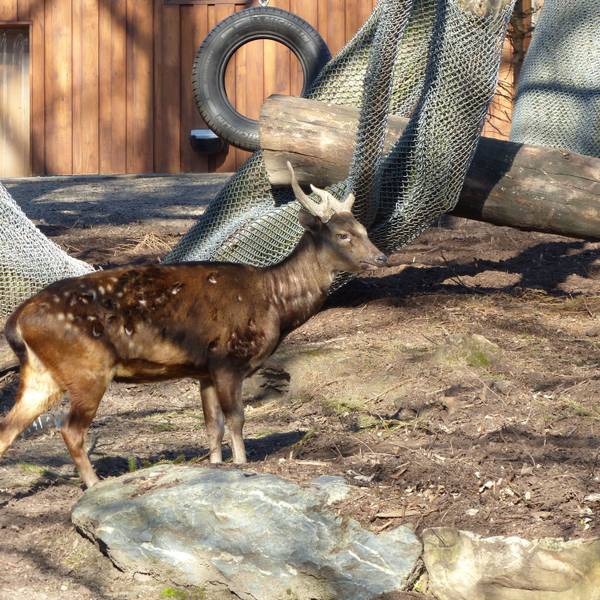Ein Prinz-Alfred-Hirsch im Kölner Zoo.