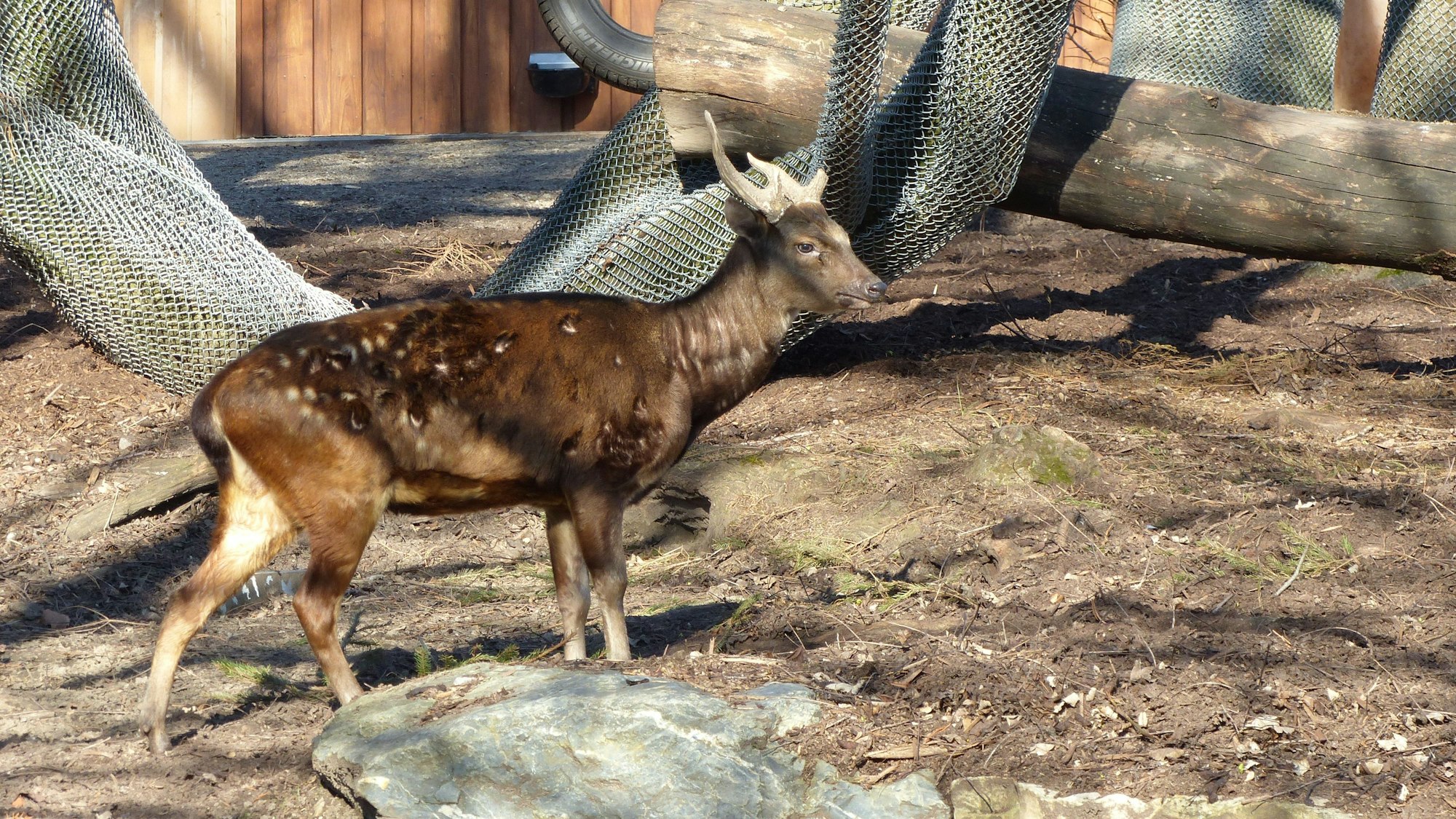 Ein Prinz-Alfred-Hirsch im Kölner Zoo.