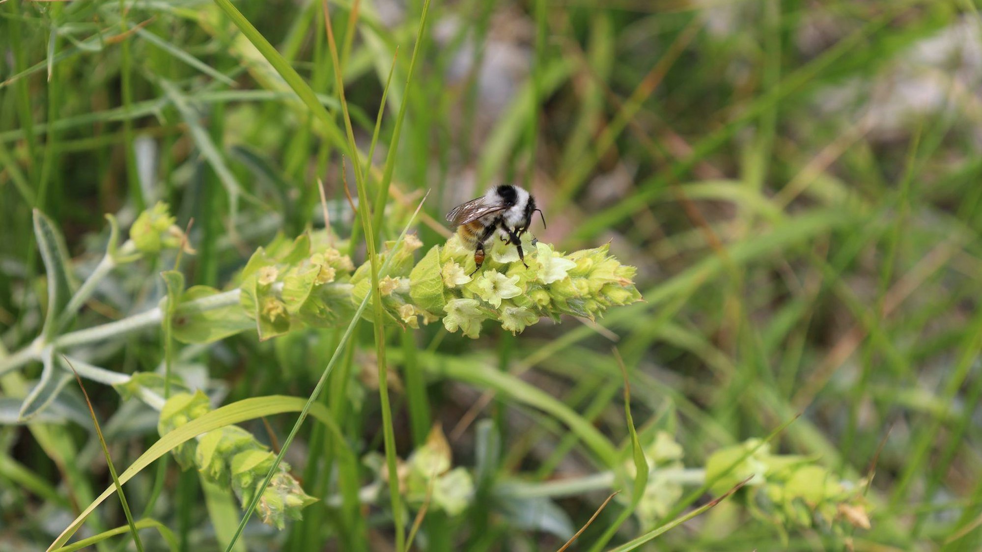 Eine Biene sitzt auf einer Wiese.