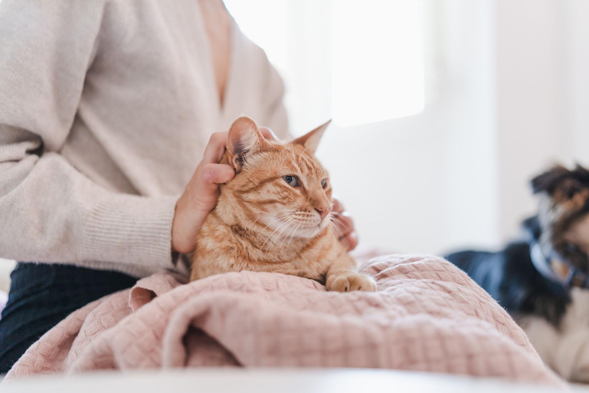 Katze wird von einer Frau gestreichelt.