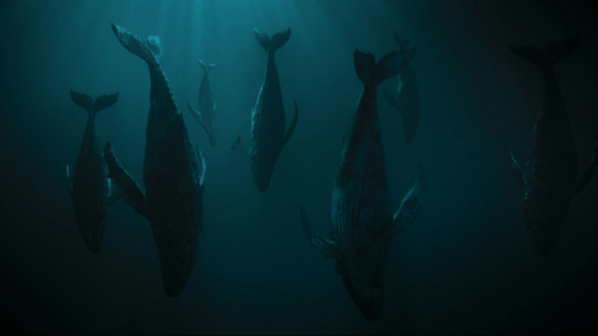 Der junge Walforscher Leon Anawak (Joshua Odjick) bringt in einer riskanten Aktion einen Peilsender an einem schlafenden Grauwal an.