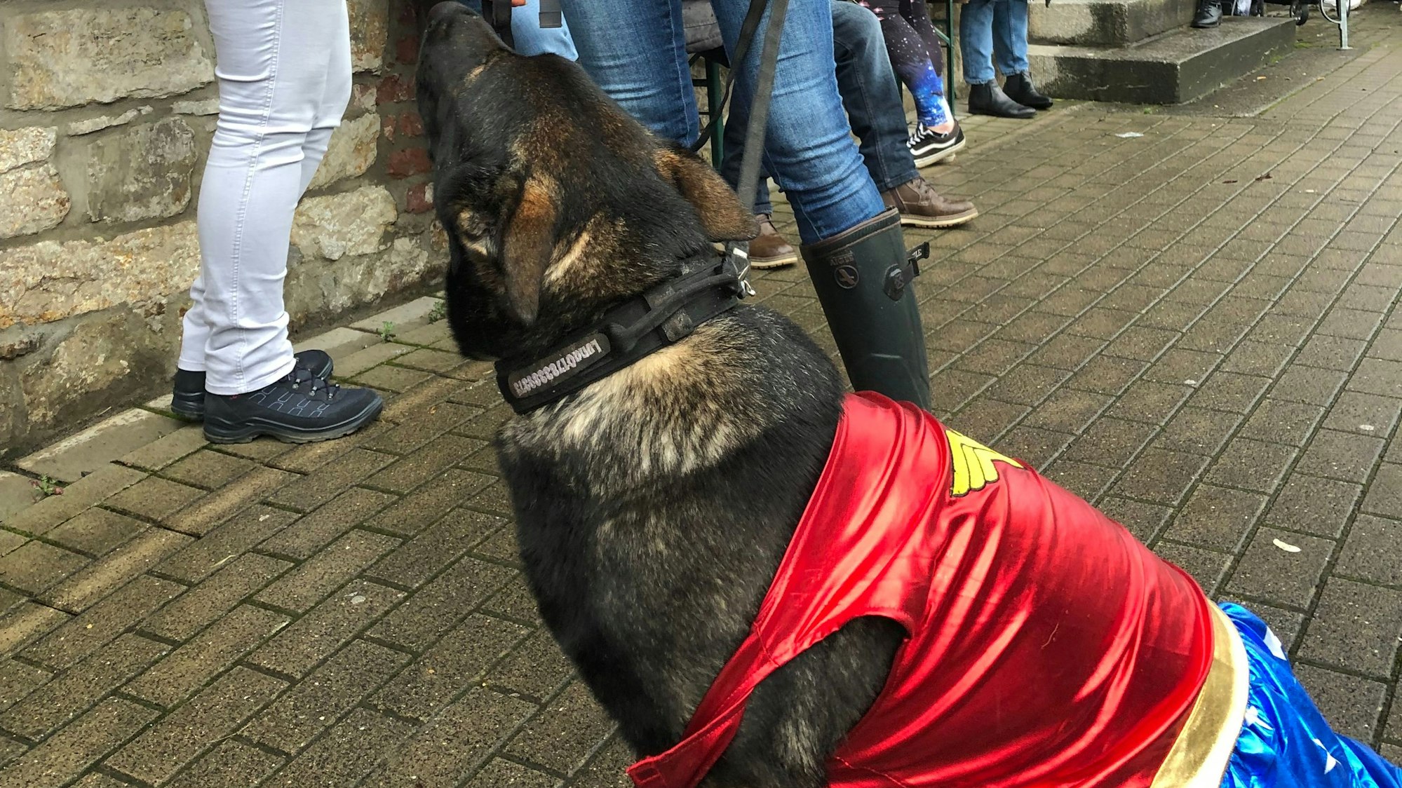 Eine Hündin trägt ein Kostüm