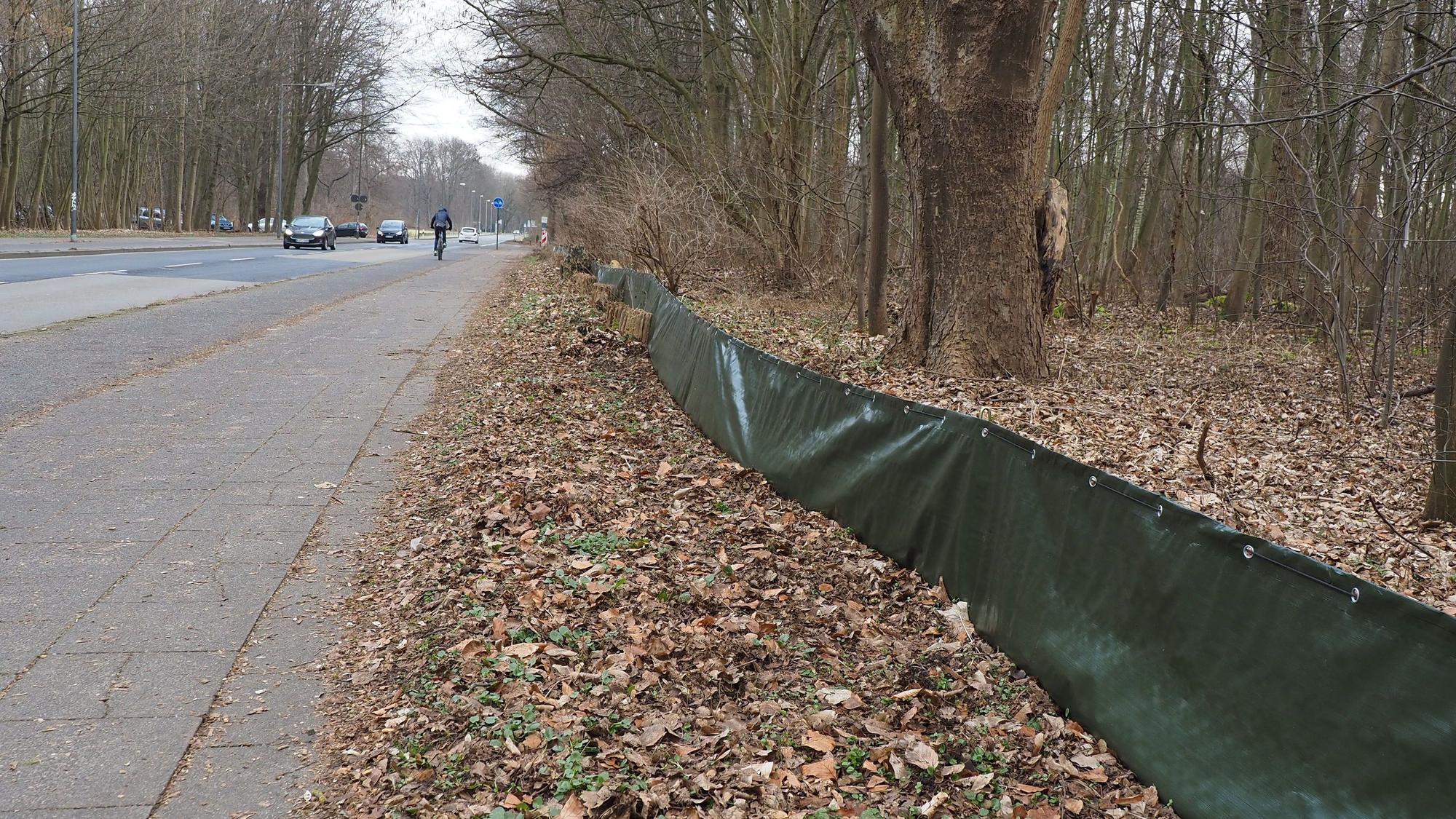 Zäune schützen die Kröten auf ihrer Wanderung vor dem Straßenverkehr.