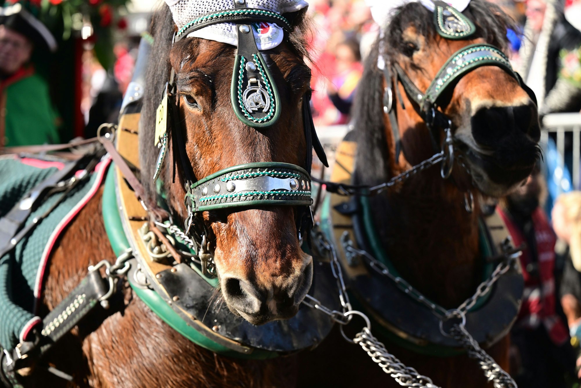 Kaltblutpferde sind aufgrund ihrer Stärke und ihrem kühlen Temperament vor den Kutschen besonders gefragt.