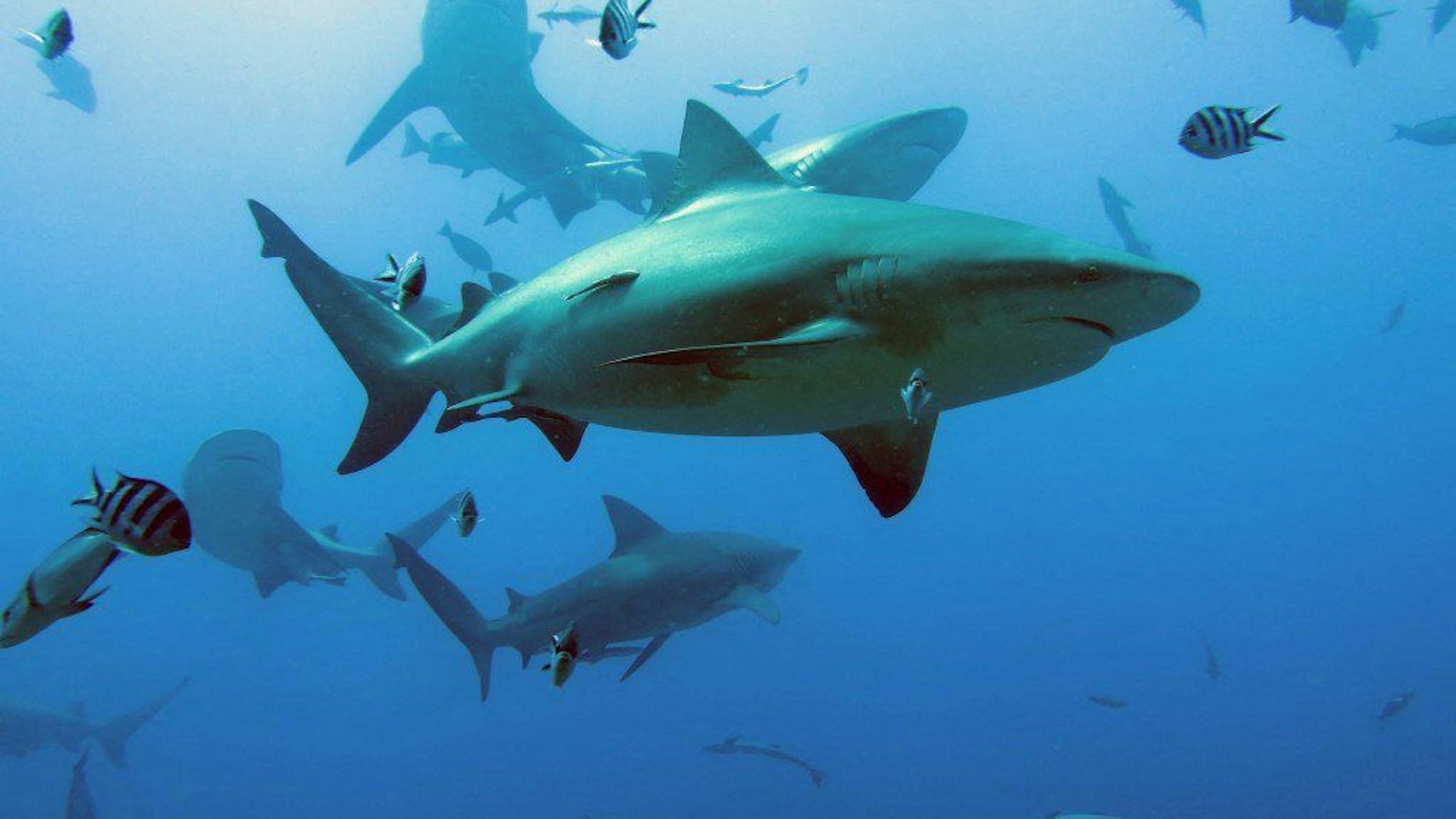 This handout image released by Simon Fraser University/James Cook University on January 16, 2023, shows bull sharks in the waters off Fiji. - Nearly two thirds of the sharks and rays that live among the world's corals are threatened with extinction, according to new research published on January 16, 2023, in the journal Nature Communications. Coral reefs, which harbour at least a quarter of all marine animals and plants, are gravely menaced by an array of human threats, including overfishing, pollution and climate change. Shark and ray species -- from apex predators to filter feeders -- play an important role in these delicate ecosystems that "cannot be filled by other species", said Samantha Sherman, of Simon Fraser University in Canada and the wildlife group TRAFFIC International. (Photo by COLIN SIMPENDORFER / SIMON FRASER UNIVERSITY/JAMES COOK UNIVERSITY / AFP) / RESTRICTED TO EDITORIAL USE - MANDATORY CREDIT "AFP PHOTO/COLIN SIMPFENDORFER/SIMON FRASER UNIVERSUTY/JAMES COOK UNIVERSITY" - NO MARKETING - NO ADVERTISING CAMPAIGNS - DISTRIBUTED AS A SERVICE TO CLIENTS