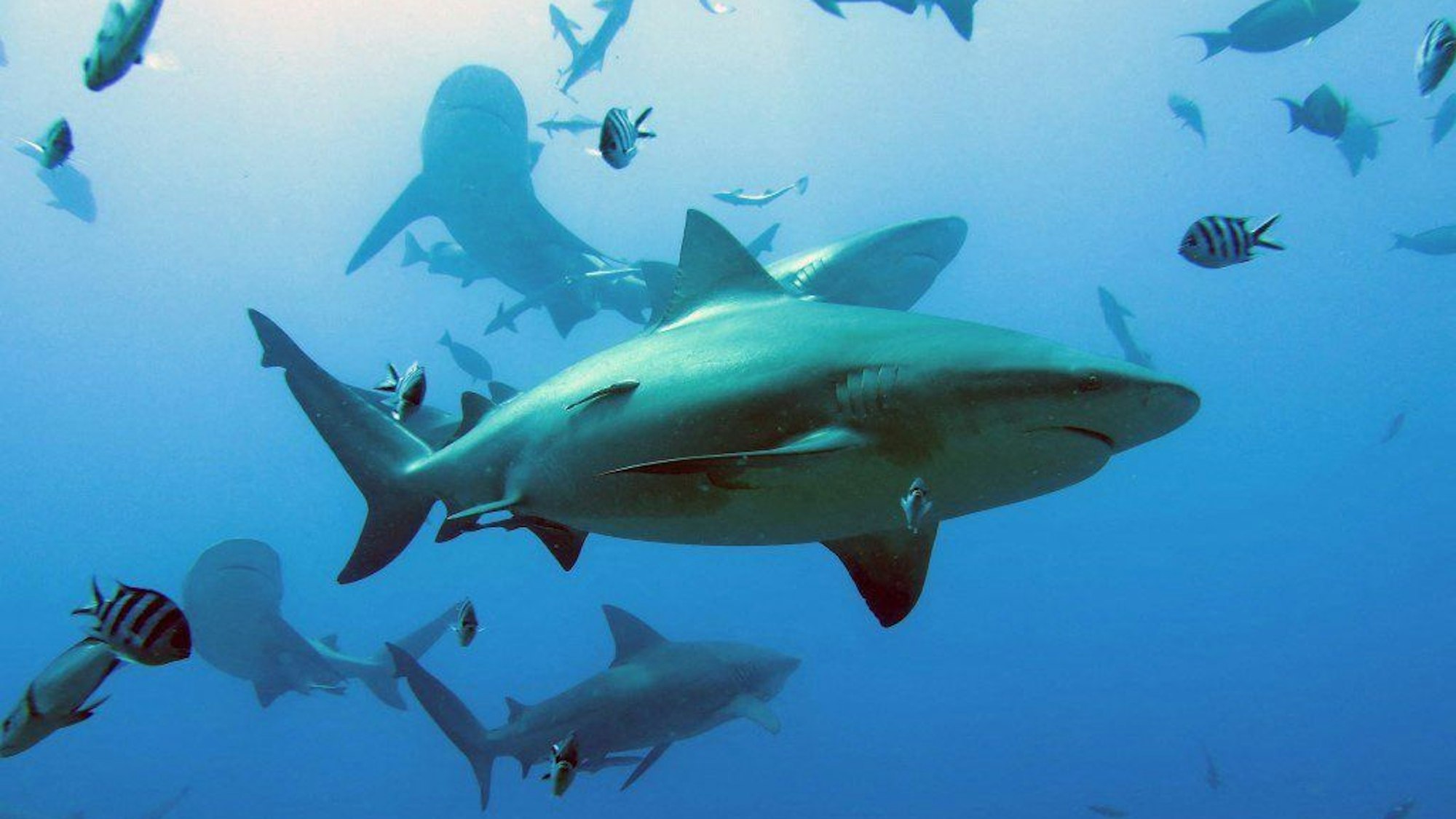 Haie im Wasser.