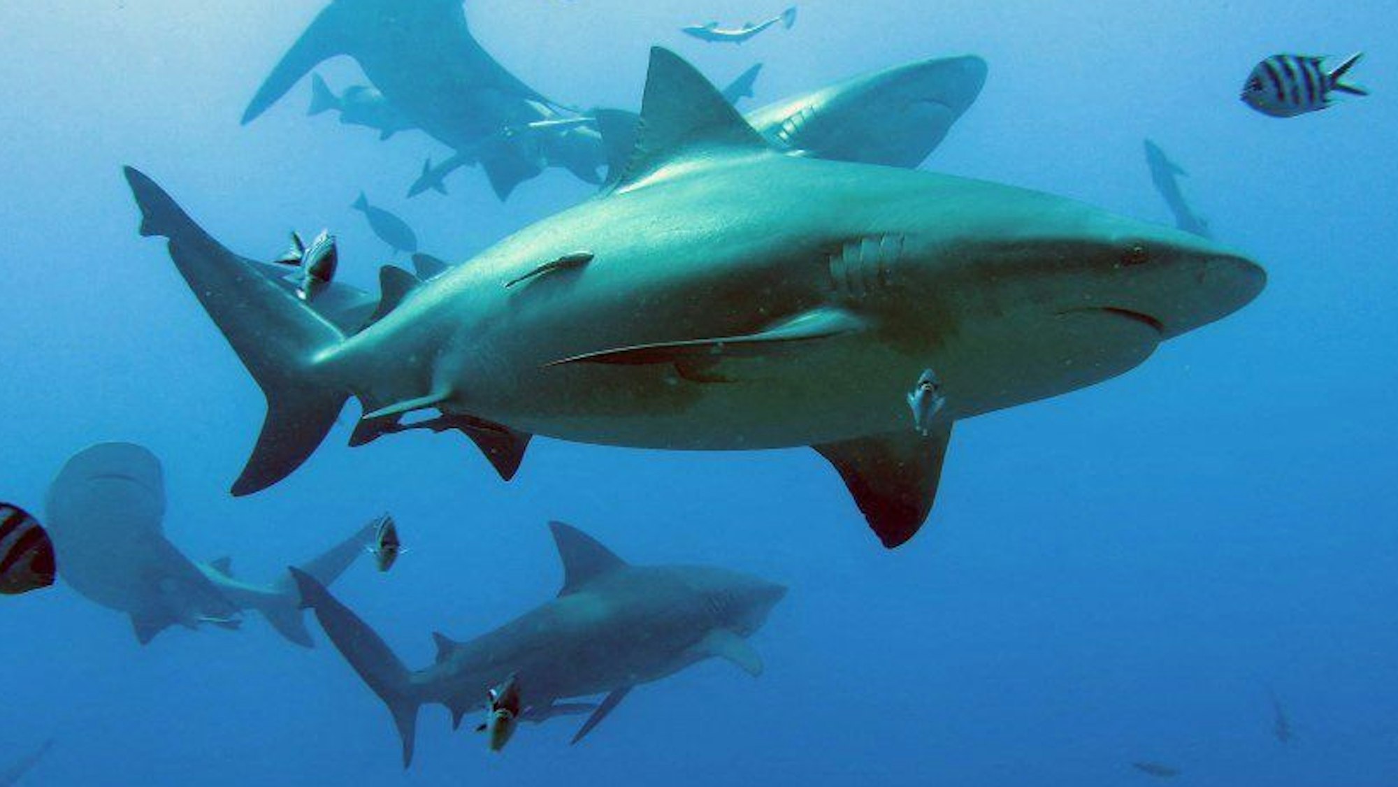 Bullenhaie auf Beutejagd im Wasser.