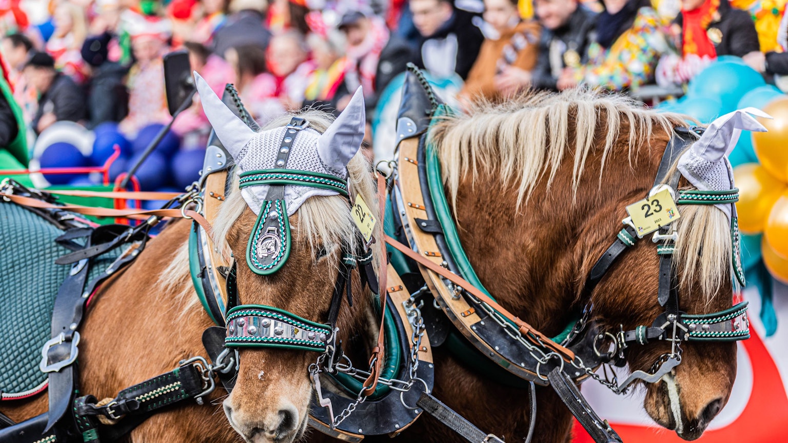 Pferde im Rosenmontagszug