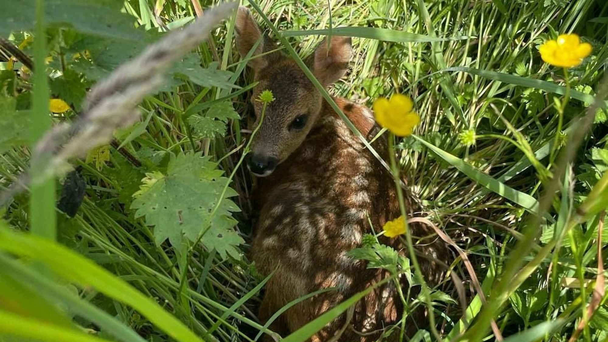 Das Foto zeigt ein Rehkitz im hohen Gras.