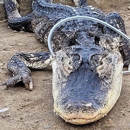 Der Alligator im Prospect Park in New York. Das Tiere wurde dort vermutlich illegal ausgesetzt.