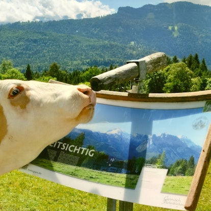 Eine Kuh schaut an einer Wanderkarte durch ein hölzernes Fernglas in die Weite der Berge.