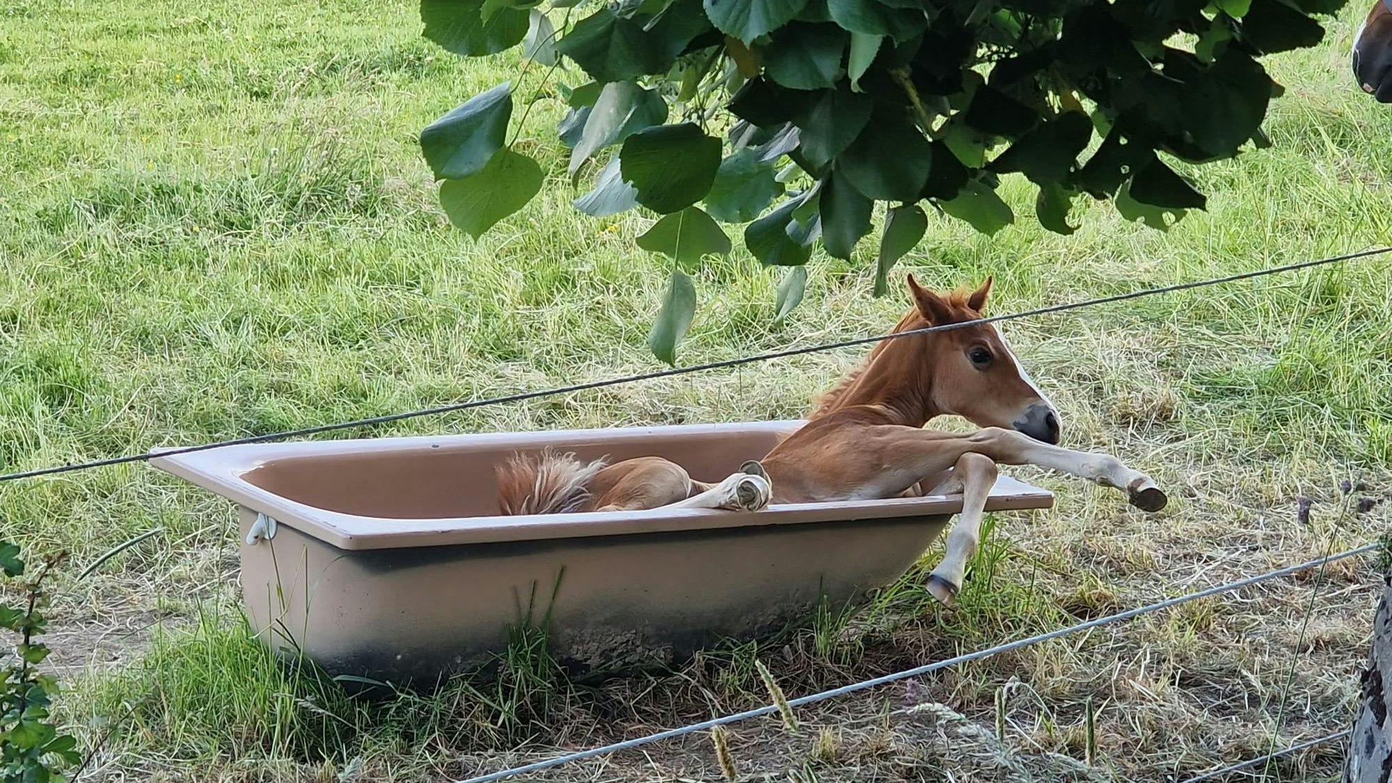 Das Bild zeigt ein übermütiges Fohlen, das auf einer Weide in eine zum Tränken gedachte Badewanne geklettert ist.