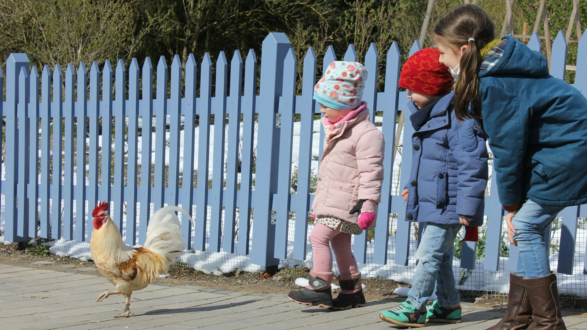 Drei Kinder schauen einem Huhn zu.