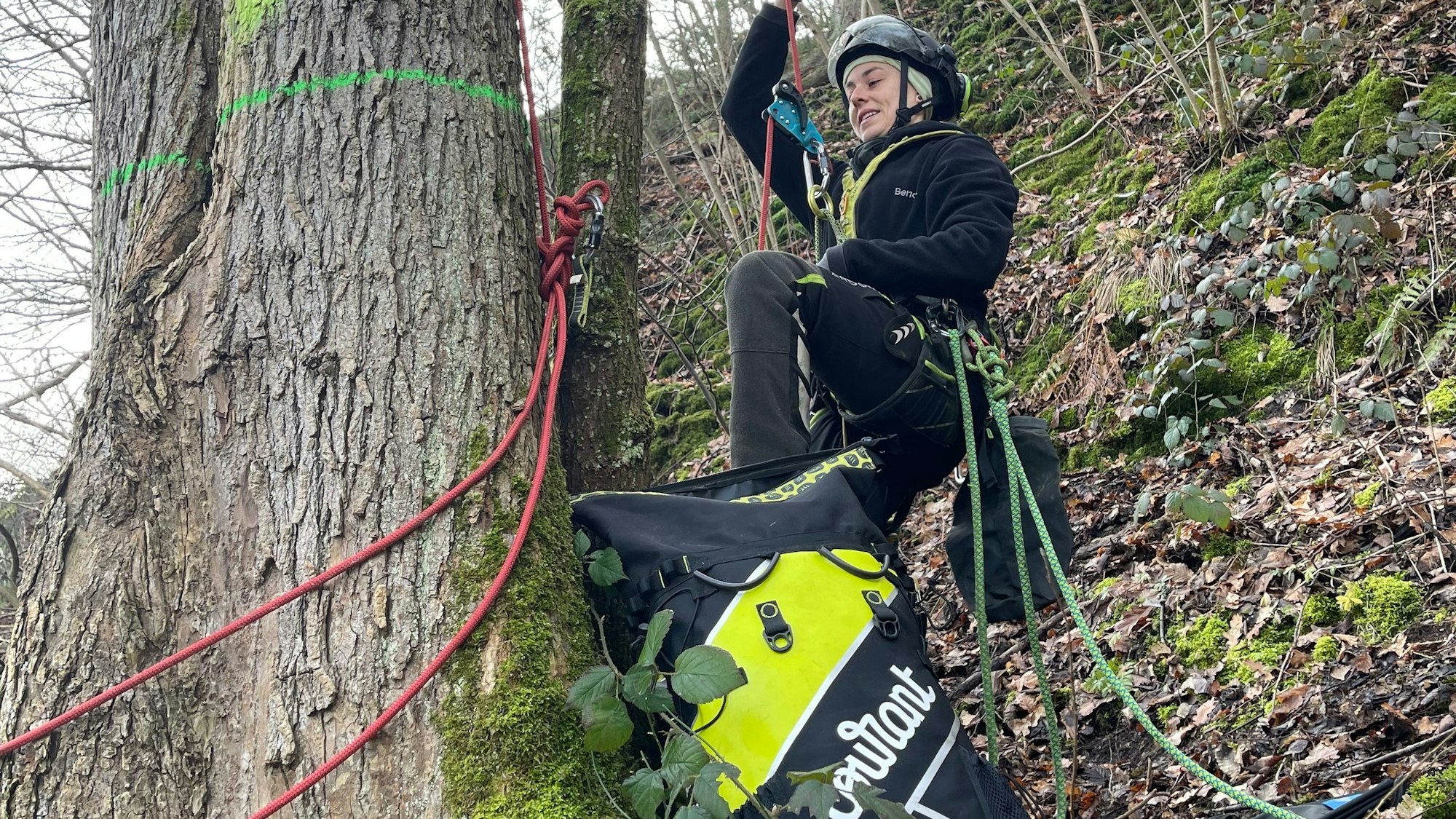 Eine Frau mit einem Sicherheitsgeschirr und Helm hängt an Seilen an einem Baumstamm.