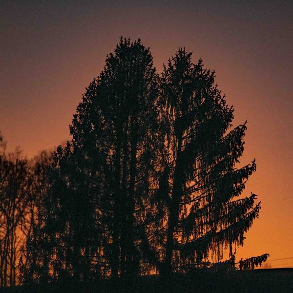 Ein Nadelbaum bei Abendröte.