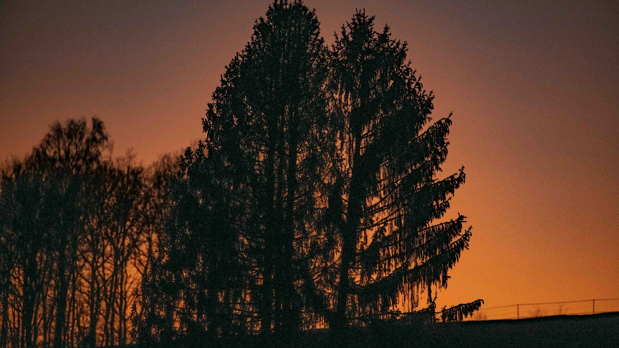 Ein Nadelbaum bei Abendröte.