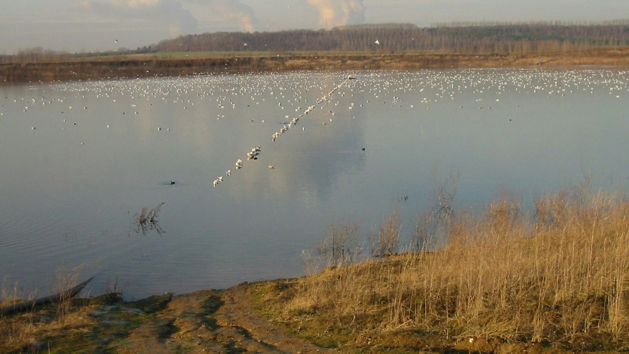 Das Foto zeigt den Boisdorfer See in Kerpen. Dort wollte sich die Angeklagte das Leben nehmen.