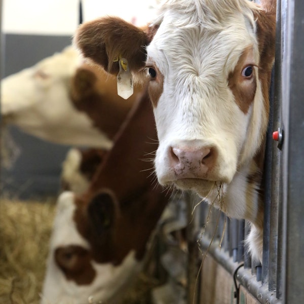 Eine Kuh hat Stroh im Mail und schaut in die Kamera.