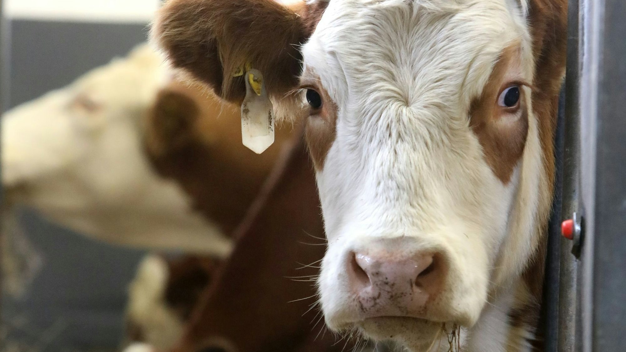 Eine Kuh hat Stroh im Mail und schaut in die Kamera.