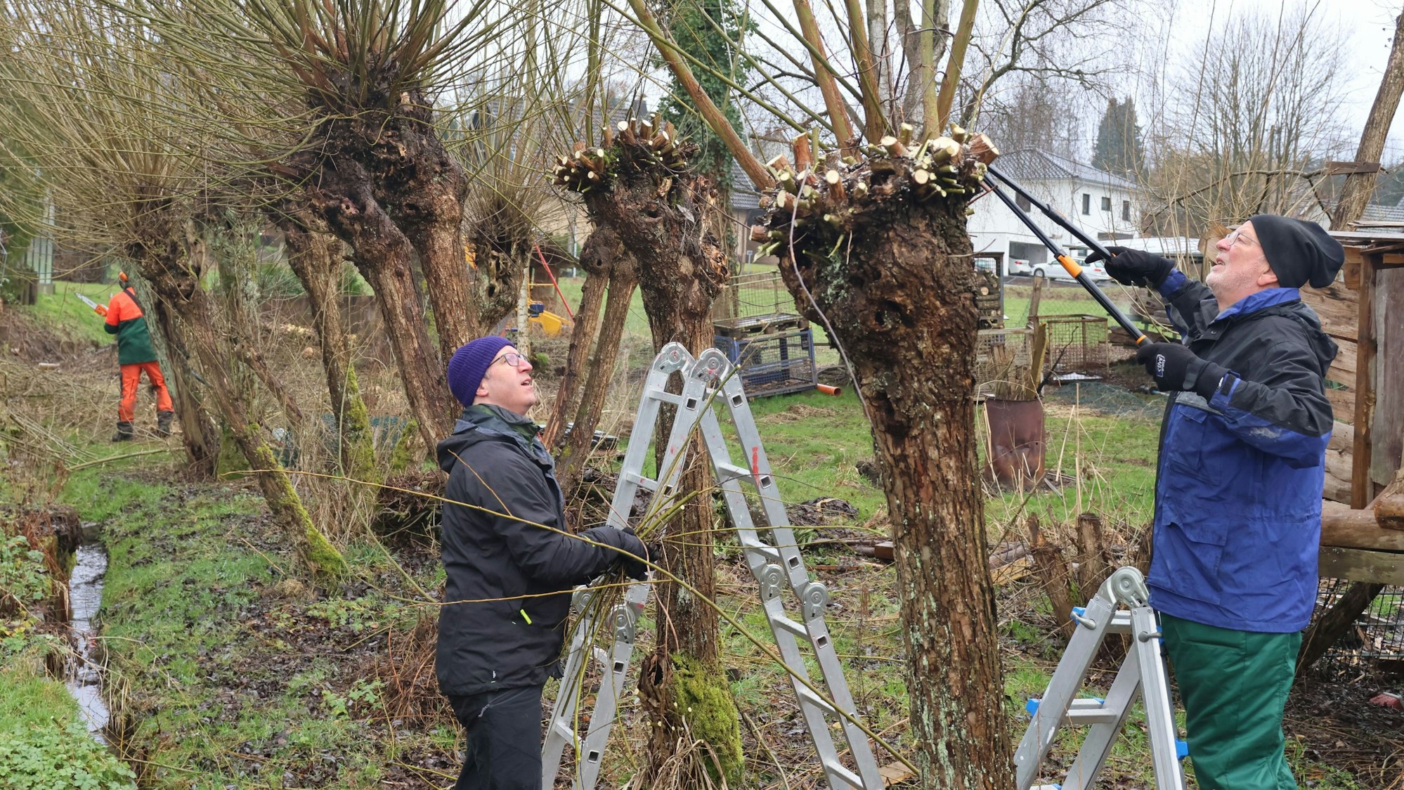 Kopfweidenschnitt Hermesdorf, Kopfweiden aus ehemaligen Zaunpfählen