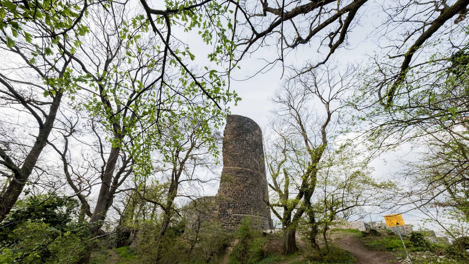 Im Rheinbacher Stadtwald entsteht durch Austrocknung weiteres Totholz mit Schutzstatus. Hier ein Blick auf die historische Tomburgruine hoch über Wormersdorf