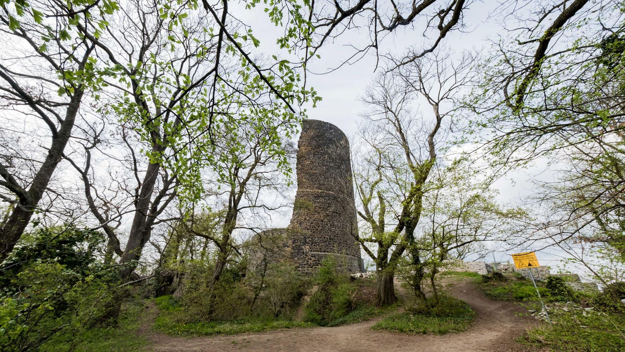 Im Rheinbacher Stadtwald entsteht durch Austrocknung weiteres Totholz mit Schutzstatus. Hier ein Blick auf die historische Tomburgruine hoch über Wormersdorf