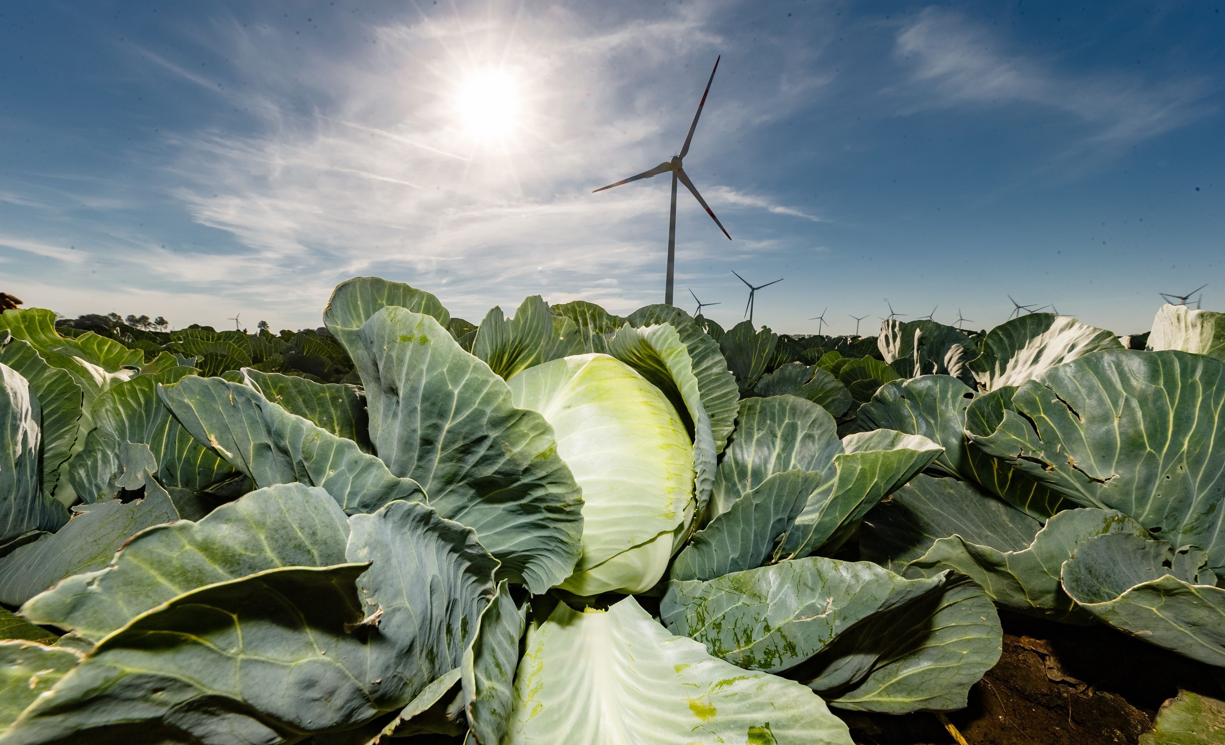 Weißkohl wächst auf einem Feld bei Brunsbüttel.