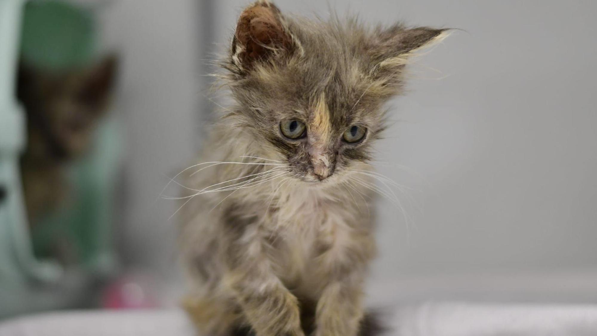 Eine sichtlich kranke Katze mit zerzausten grauen Fell schaut traurig nach unten.