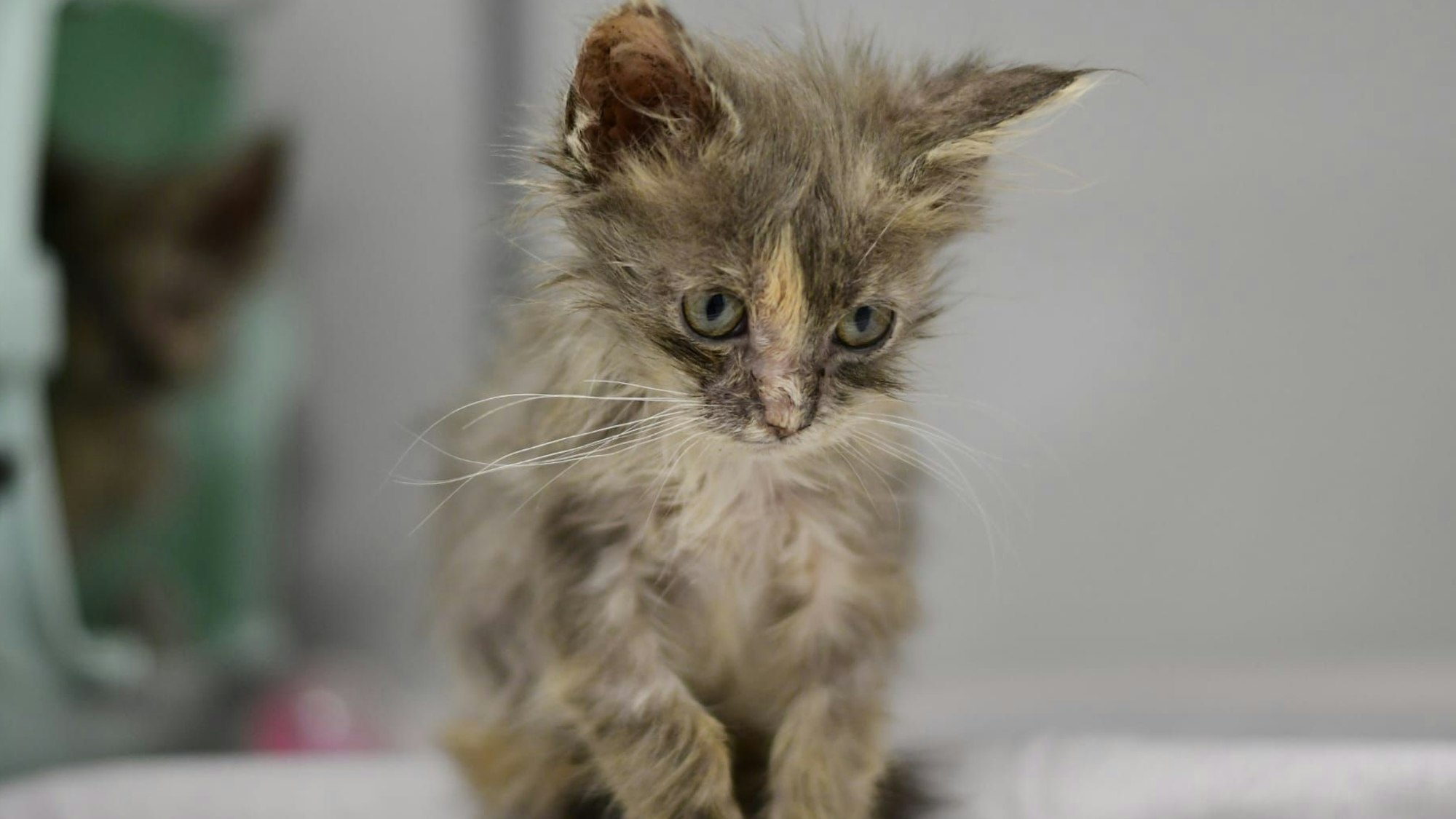 Eine sichtlich kranke Katze mit zerzausten grauen Fell schaut traurig nach unten.
