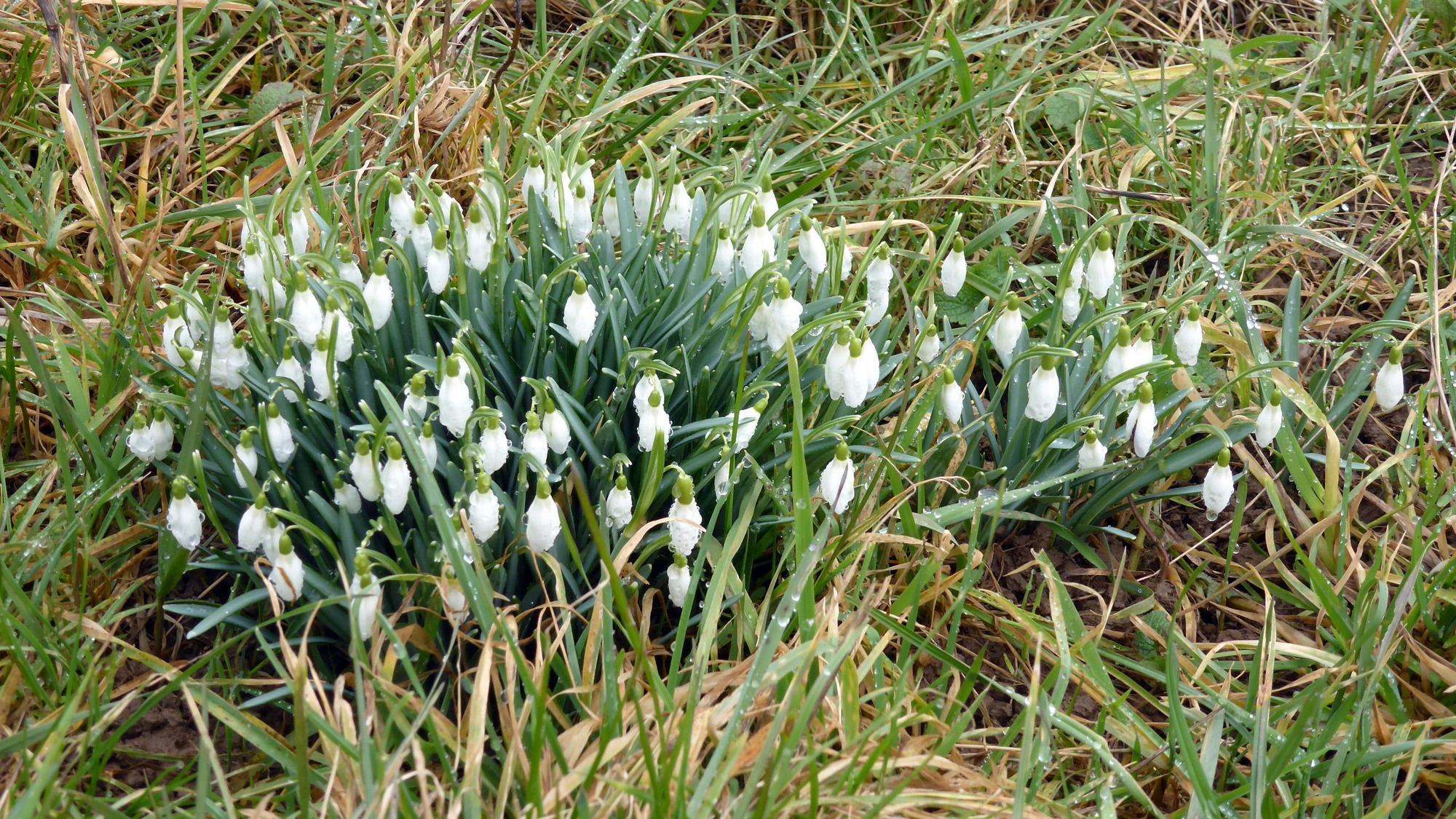 Schneeglöckchen auf einer Wiese