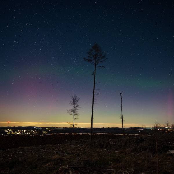 Am dunklen Horizont sind ganz leicht rosafarbene und grüne Polarlichter zu erkennen. Drei lange Bäume ragen davor in die Höhe.